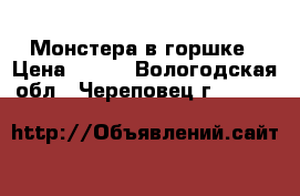 Монстера в горшке › Цена ­ 799 - Вологодская обл., Череповец г.  »    